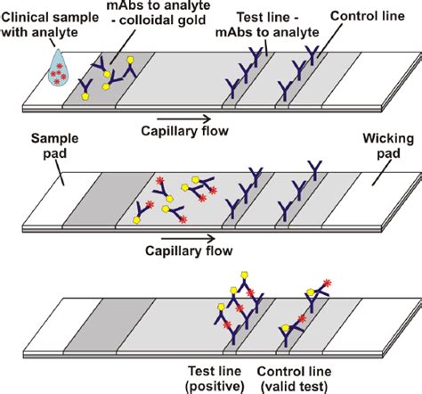 Development Of A Colloidal Gold Based Lateral Flow Immunoassay For The ...