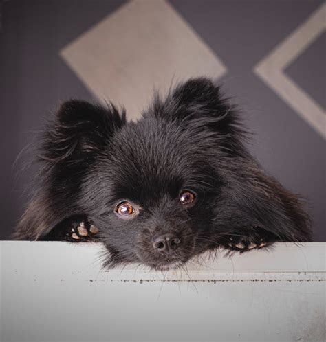 Black Pomeranian Puppy · Free Stock Photo