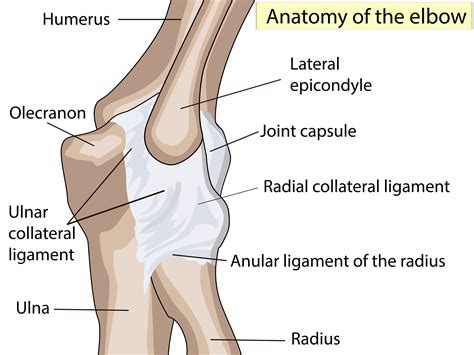 Your Quick UCL Rehabilitation Guide - Performance Health Academy