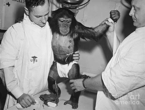 Chimpanzee Ham with bio sensors attached readied by handlers for his trip in the Mecury Redstone ...