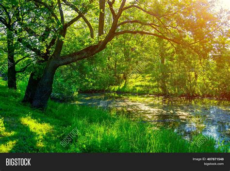 Summer Forest Image & Photo (Free Trial) | Bigstock