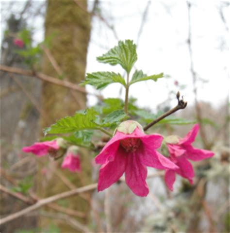 Salmonberry, Rubus spectabilis | Native Plants PNW