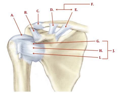 Ligaments - The Shoulder Complex