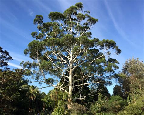 GardensOnline: Eucalyptus grandis