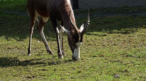 Beautiful antelope eats the grass 16434036 Stock Video at Vecteezy