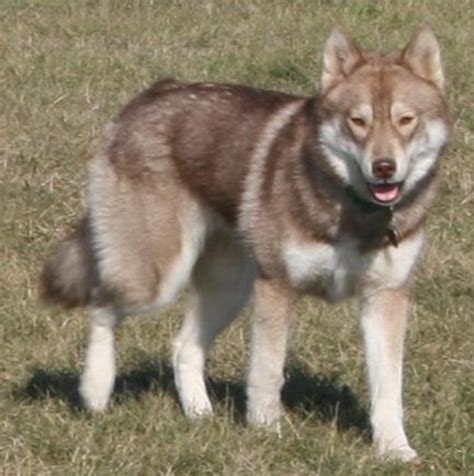 Six Striking Siberian Husky Coat Colors