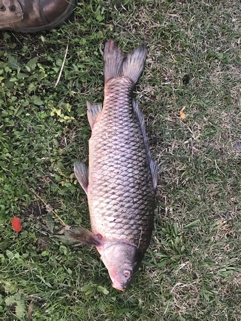 European Carp from Schmidt Rd, Eagleby, QLD, AU by Robert Livingstone · iNaturalist