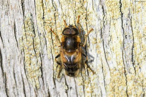 Tapered Drone Fly (Eristalis pertinax) - male | Sunbathing. … | Flickr