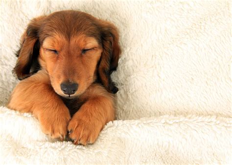 Should You Let Your Puppy Sleep with You in Bed? — The Puppy Academy