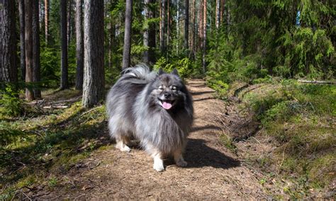 Keeshond | DogGear