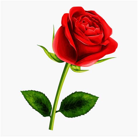 Awesome Free Single Rose Flowers Pictures And Pics | Цветы, Розы, Красивые цветы