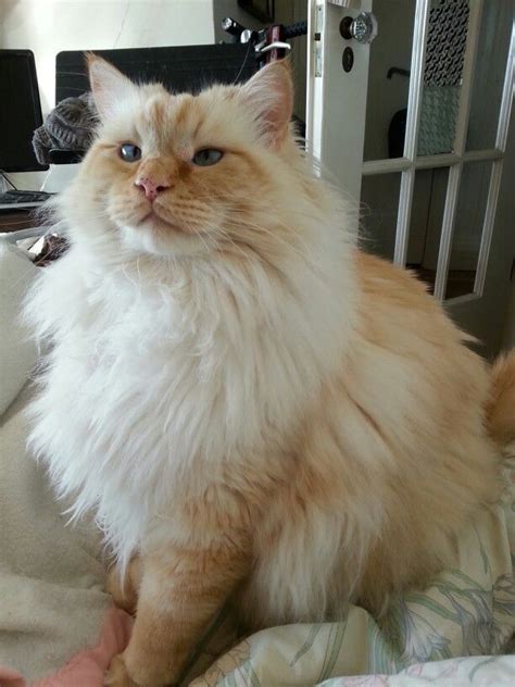 Most recent Pic Ragdoll Cats red Style | Ragamuffin cat, Cats, Pretty cats