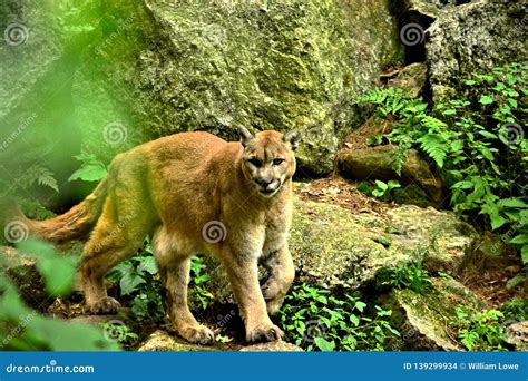 Mountain Lion Walking in it`s Natural Habitat Stock Photo - Image of ...