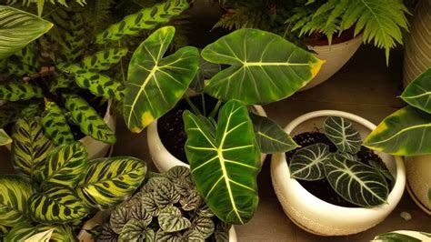 Philodendron Diseases - All You Need to Know