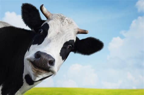 California scientists given $213K to study cow farts