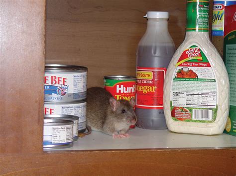 How to Identify Rat Infestations | Get Rid of Rats | Orkin