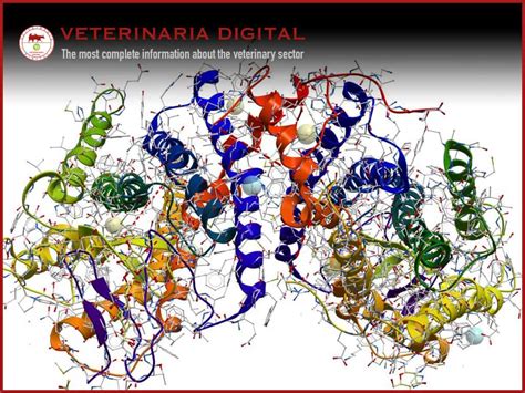 Protease enzymes - Veterinaria Digital