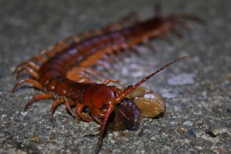 Centipede Venom Is a More Potent Pain Killer Than Morphine | Smart News ...