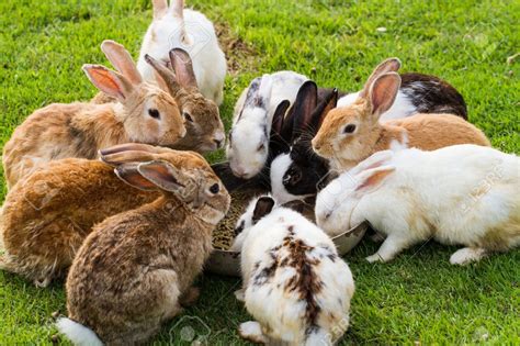 Top 10 Best Rabbit Foods 2023 - Rabbits Life