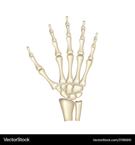 Human hand bones isolated Royalty Free Vector Image