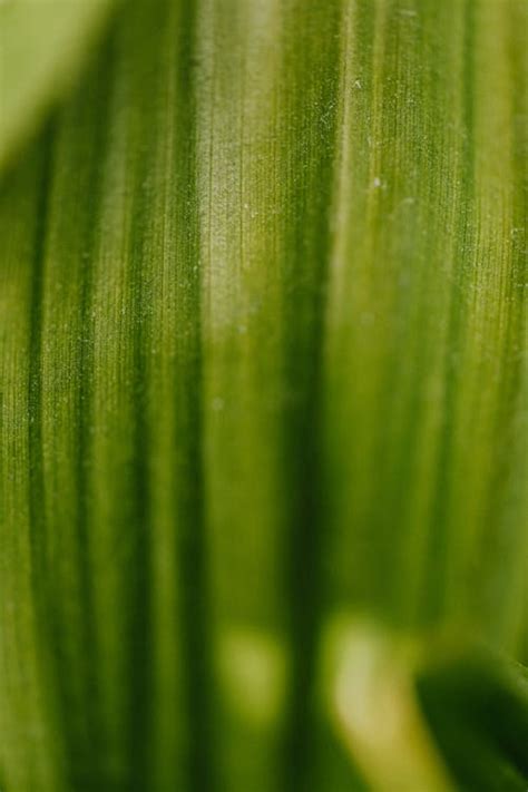 Green Grass over Yellow Background · Free Stock Photo