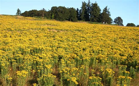 BMP:TANSY RAGWORT (Senecio jacobaea) - WeedWise Program