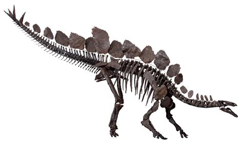 New Stegosaurus Species Discovered by Paleontologists - Great Lakes Ledger