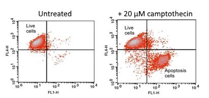 Cell Meter™ Nuclear Apoptosis Assay Kit *Green Fluorescence Optimized ...