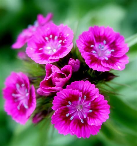 File:Pink Sweet William flowers.jpg - Wikimedia Commons