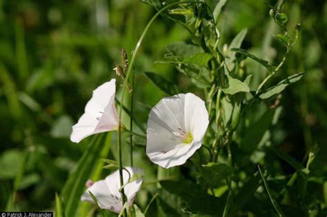 Exotic Species: Field Bindweed (U.S. National Park Service)