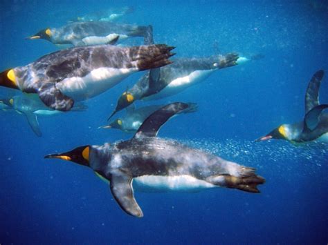 King penguin – Australian Antarctic Program