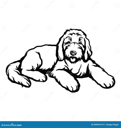 Goldendoodle Dog - Vector Isolated Illustration On White Background | CartoonDealer.com #209961926