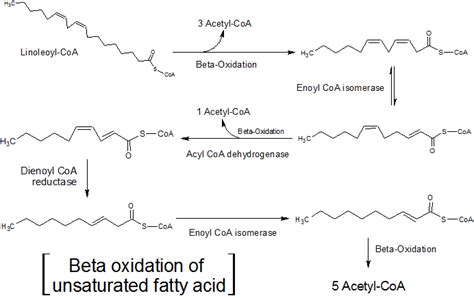 Beta Oxidation Of Fatty Acids