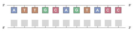 Solved What is the complementary DNA sequence for the DNA | Chegg.com