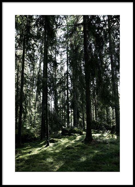 Forest trees Poster in the group Posters & Prints / Sizes / 50x70cm | 19,7x27,6 at Desenio AB ...