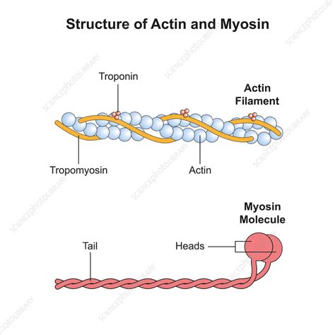 Actin and myosin filaments structure, illustration - Stock Image - F038/1001 - Science Photo Library