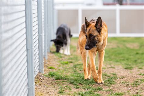 Reclaiming Info — Blue Mountain Humane Society | Animal Welfare in Walla Walla, WA