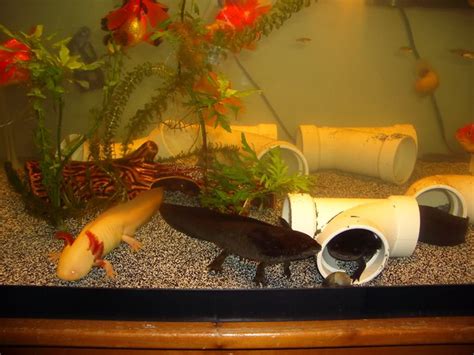 Axolotl Care Guide – Advanced Aquarium Concepts