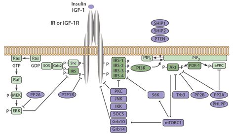 Insulin Signaling Pathway | Antibodies.com