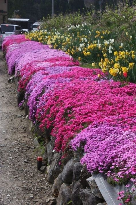 Pink Creeping Phlox #gardendesign | Ground cover plants, Landscaping ...