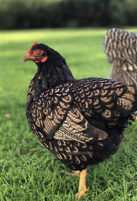 Barnevelder For Sale | Chickens | Breed Information | Omlet