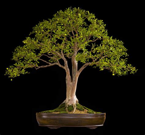 Jaboticaba bonsai - indoor Bonsai Tree Care, Indoor Bonsai Tree, Bonsai Plants, Boxwood Bonsai ...