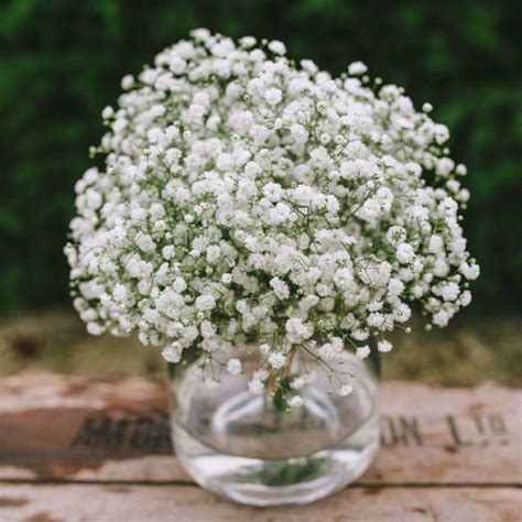 Baby's Breath Seeds, Gardening, Plants on Carousell