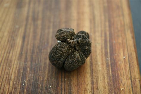 Black truffles imperiled by climate change | Popular Science