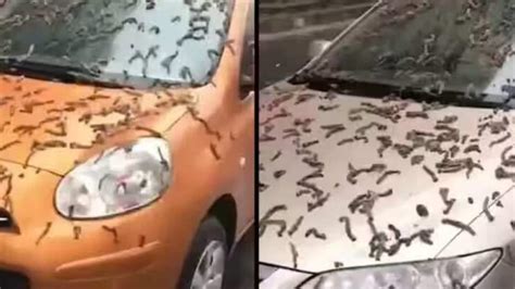 It's raining worms in China? See this viral video from Beijing | World News - Hindustan Times