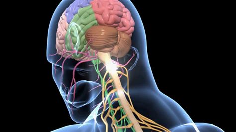 EVS - Human Nervous System Overview - 3D Animation Class 5 - English - YouTube