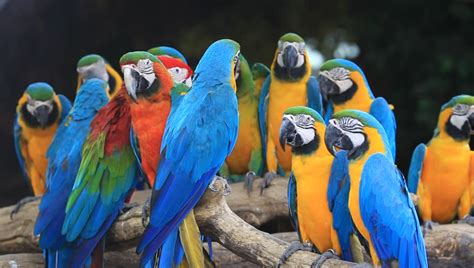 Macaws: List of Types, Facts, Care as Pets, Pictures | Singing-Wings-Aviary.com