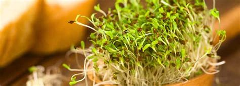 Alfalfa Herb Nutrition Facts | Besto Blog