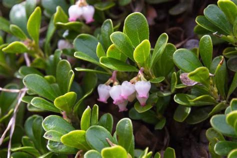 The 10 Best Evergreen Ground Cover Plants that Grow Quickly | Evergreen ground cover plants ...