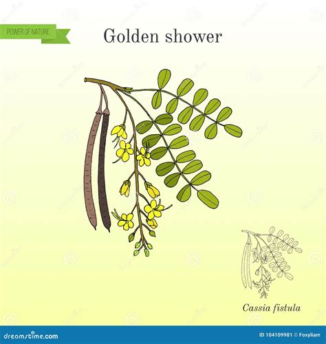 Golden Shower, or Rain Tree Cassia Fistula , Medicinal Plant Stock Vector - Illustration of care ...